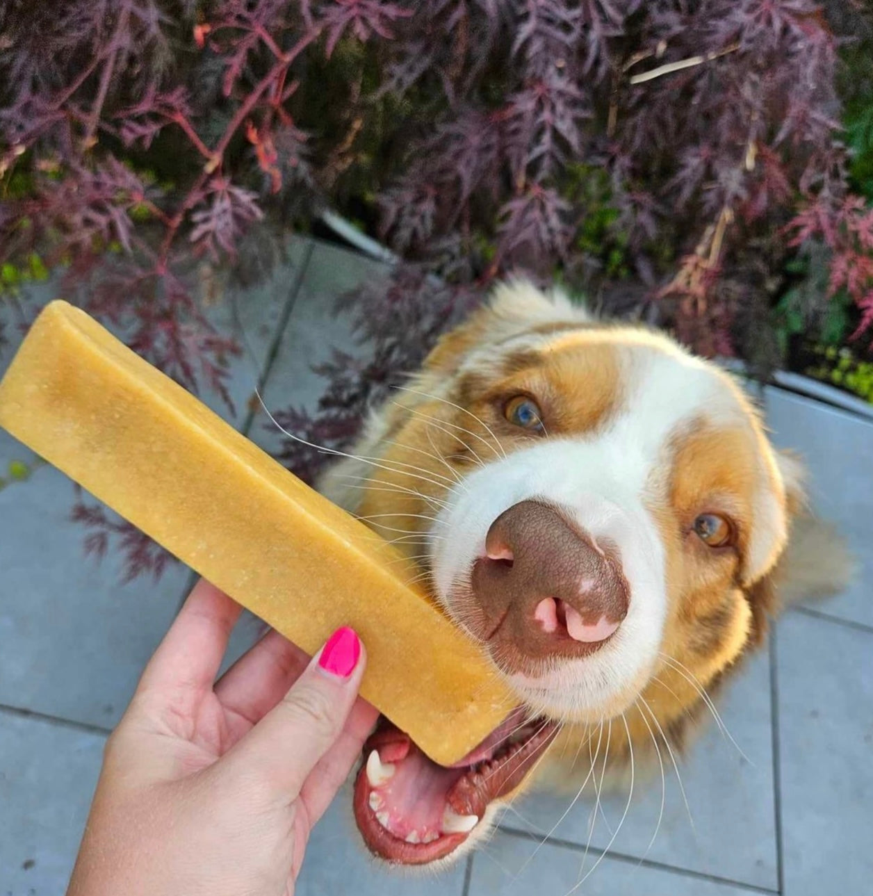 Fromage de Yak L - Pawfect