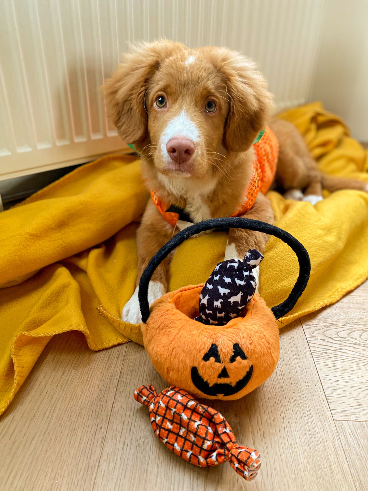 Trick or treat ? - Peluche de fouille