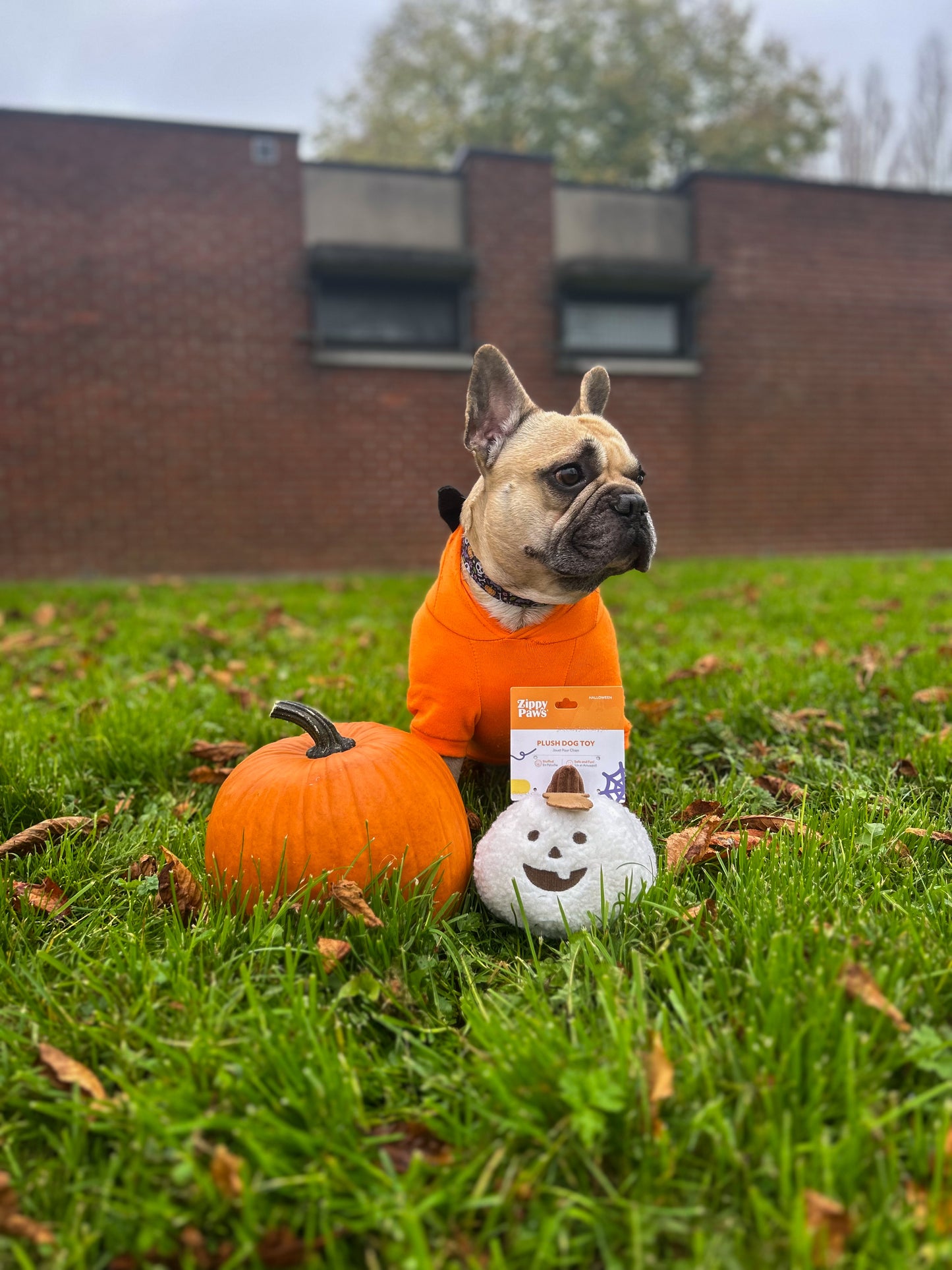 Snowbelle Pumpkin